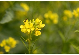 La moutarde de Bourgogne, un Trésor de l’Épicerie Fine